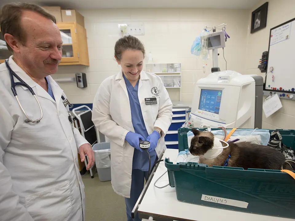 Veterinary clinicians care for a cat in a treatment room