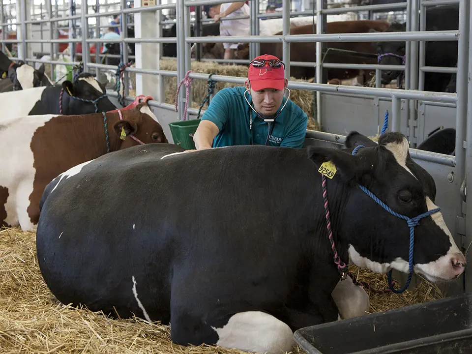 A veterinary professional examines a cow resting in a livestock facility