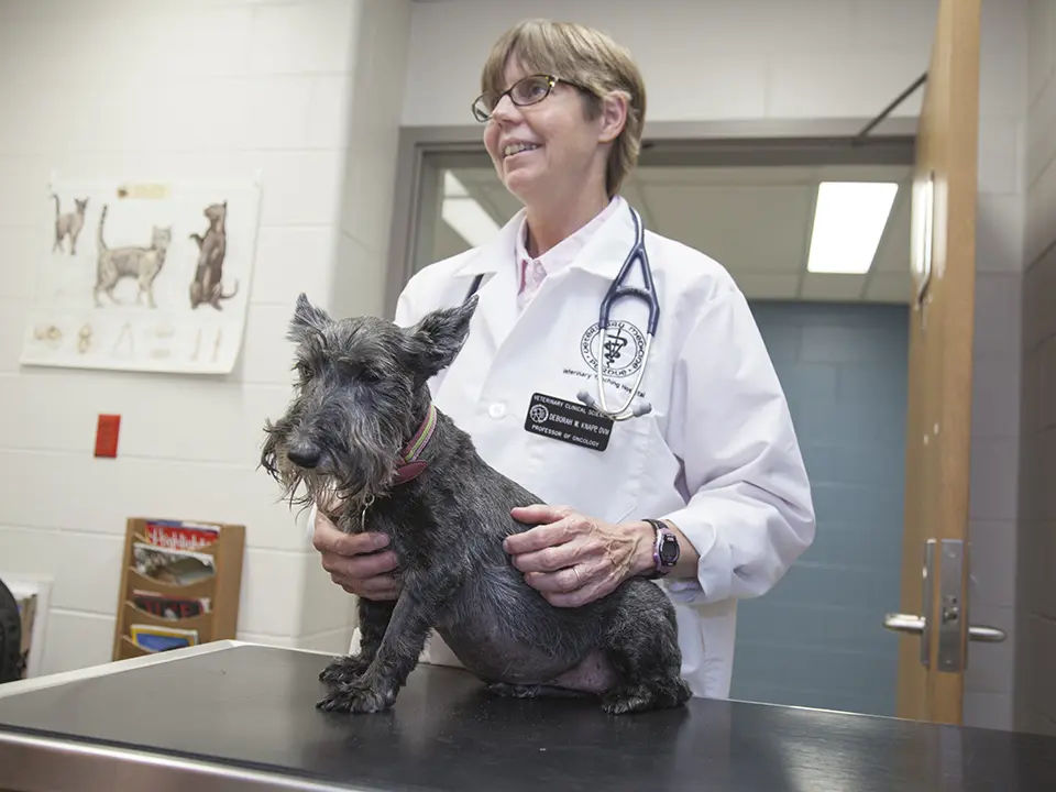 A veterinarian in a white coat holds a small gray dog during an examination