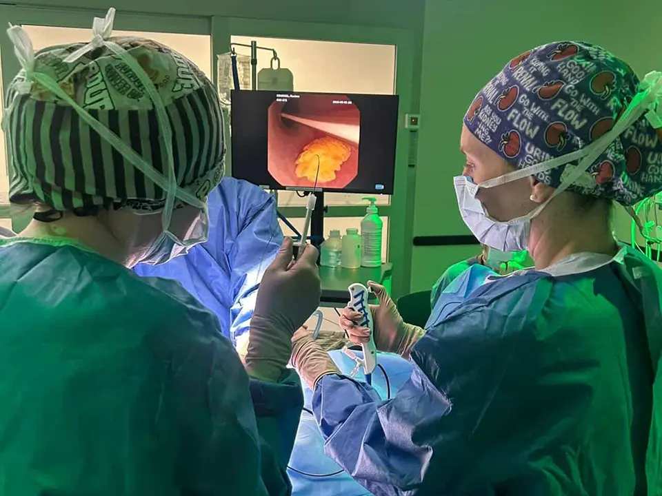 Veterinary surgeons perform a minimally invasive procedure while viewing an internal image on a monitor.