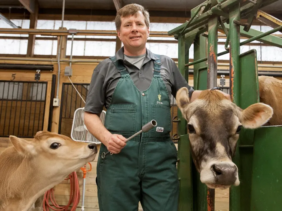 A veterinarian stands between two cows in a livestock treatment area