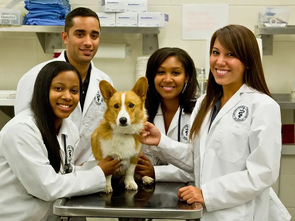 Four veterinary students in white coats pose with a corgi on an examination table in a clinical setting.