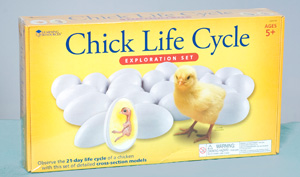 Chick  Life Cycle Exploration Set. Vernon Hills, IL:Learning Resources.
