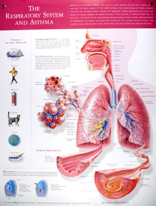 The respiratory system and asthma poster