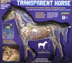 Transparent Horse