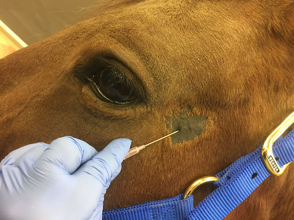 A catheter being placed in the facial artery of a horse prior to its treadmill test
