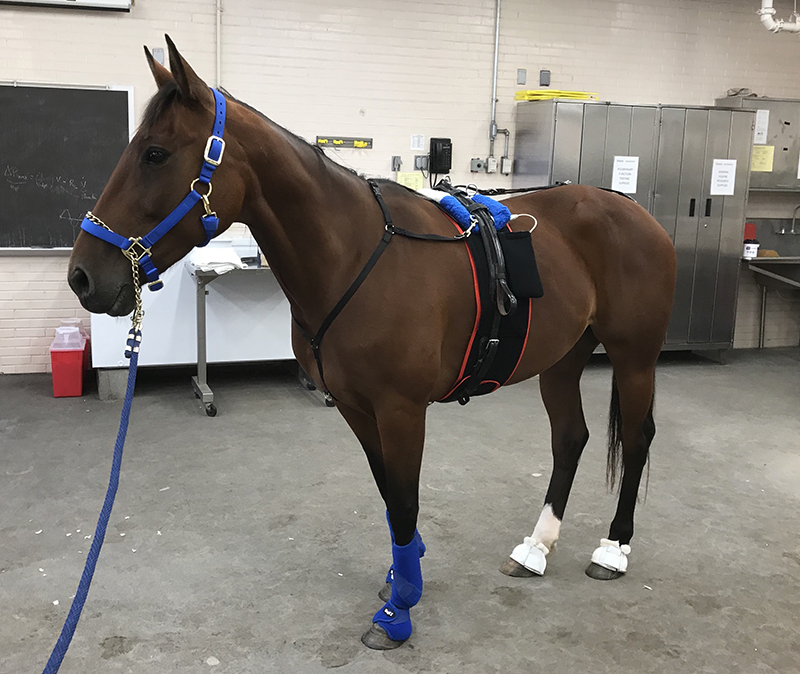 a horse prepared for a treadmill test