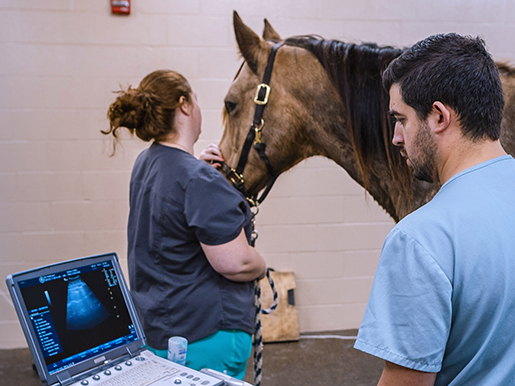 equine ultrasound