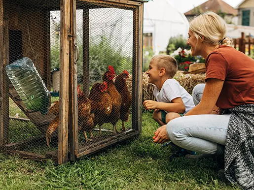 a mother and son visit the backyard chicken coop