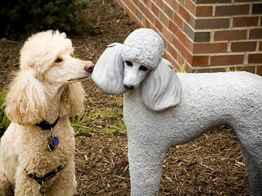 a poodle standing next to its full size statue in the garden