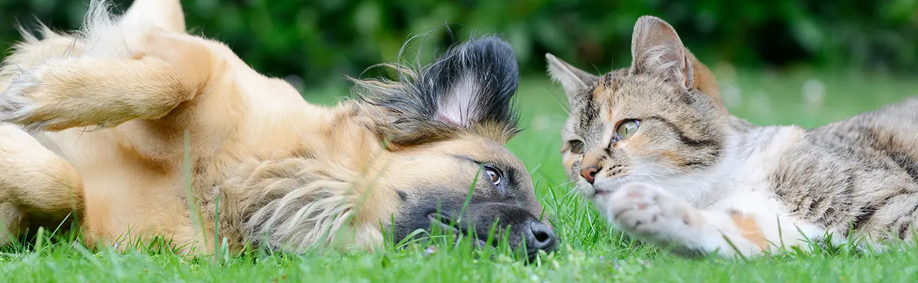 a cat and dog laying in the grass
