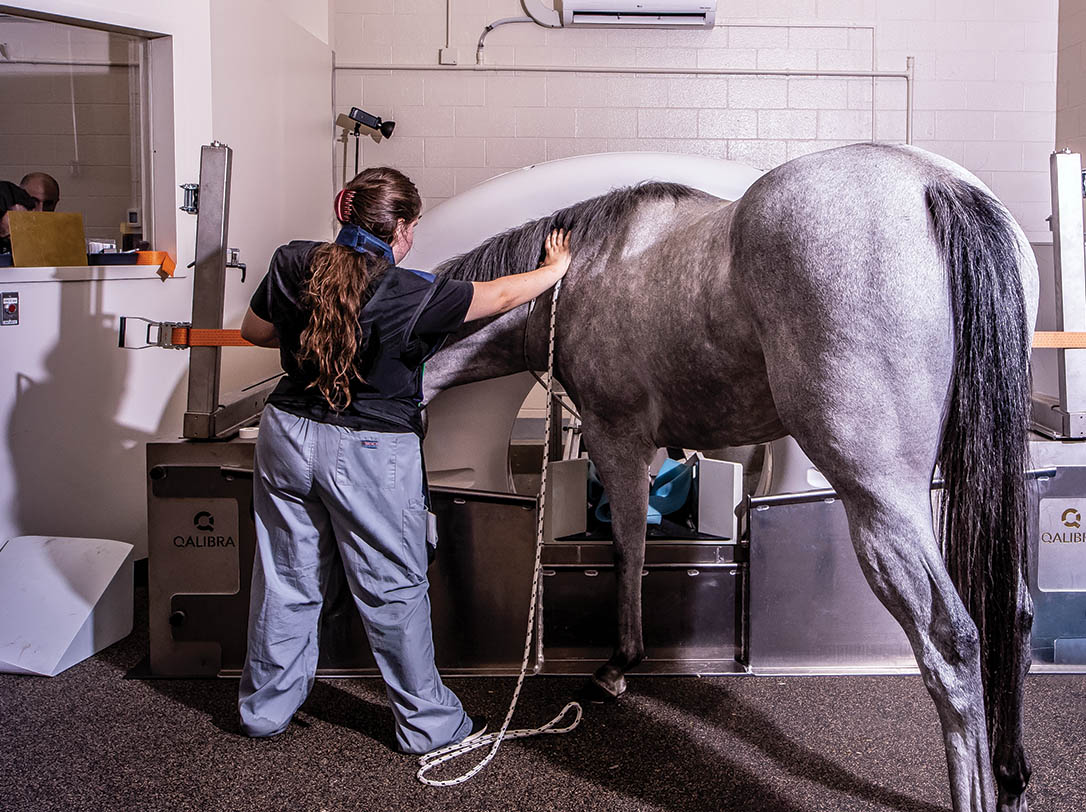 Diagnostic Imaging College of Veterinary Medicine Purdue University