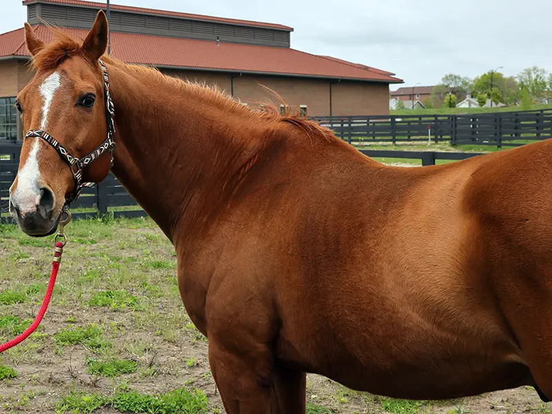 Chestnut horse wearing a halter and red lead rope, standing in a fenced paddock.