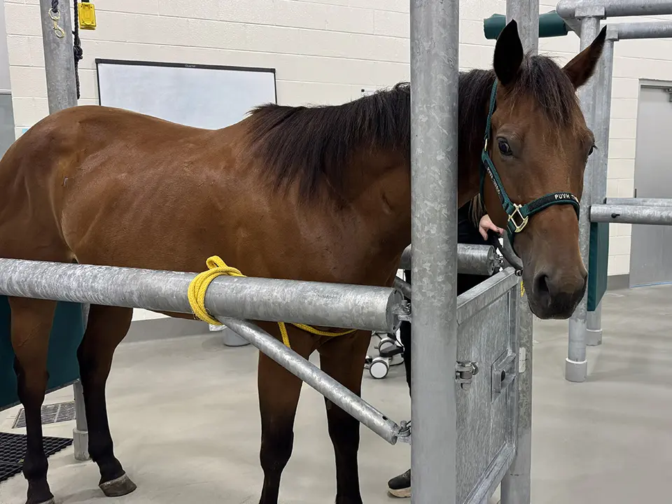 A brown horse wearing a green halter stands in a metal grooming stall.