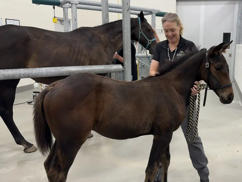 A woman holds a lead rope beside a dark brown horse, with another horse standing in a stall behind them.