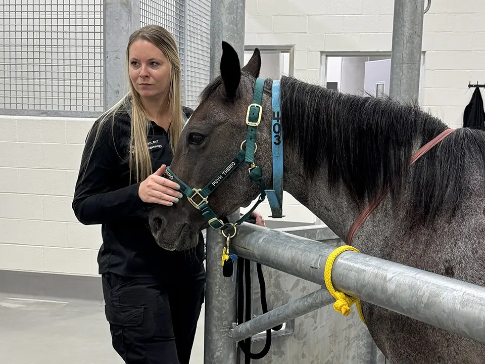 A woman gently touches a dark horse wearing a halter in a stable.