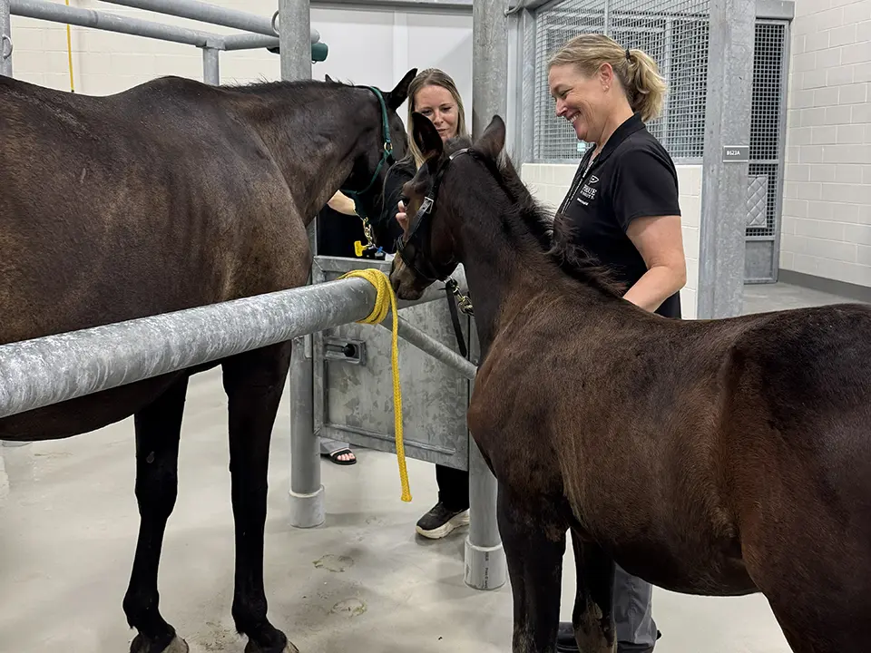 Two women handle two dark-colored horses in a stable aisle.