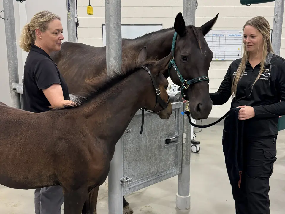 Two women stand with two dark horses in a veterinary examination area.