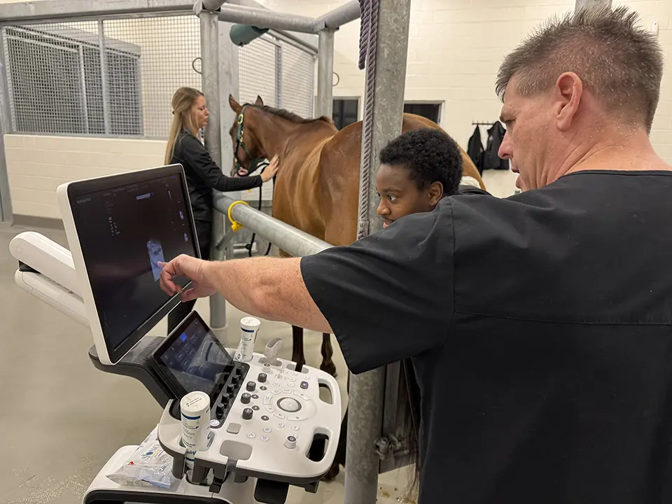 Learn more about our<span style="color: #ddb945;"> Equine Theriogenology Service</span>