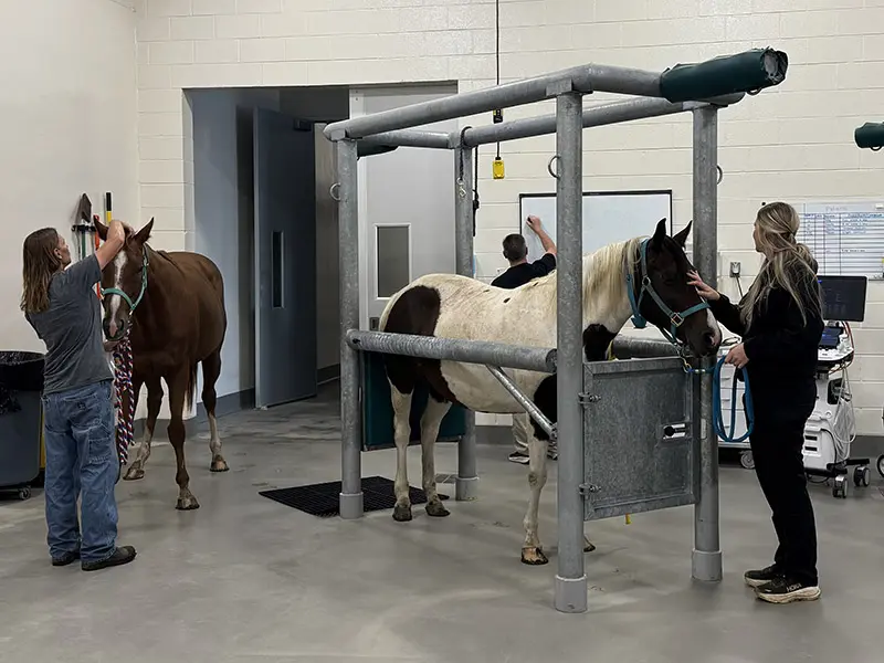 Two horses are being handled in a veterinary examination area, with one standing in a metal chute while people attend to them.
