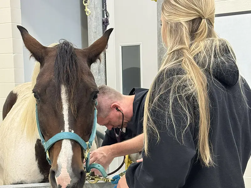 A horse in a turquoise halter is examined by two people outside a stable.