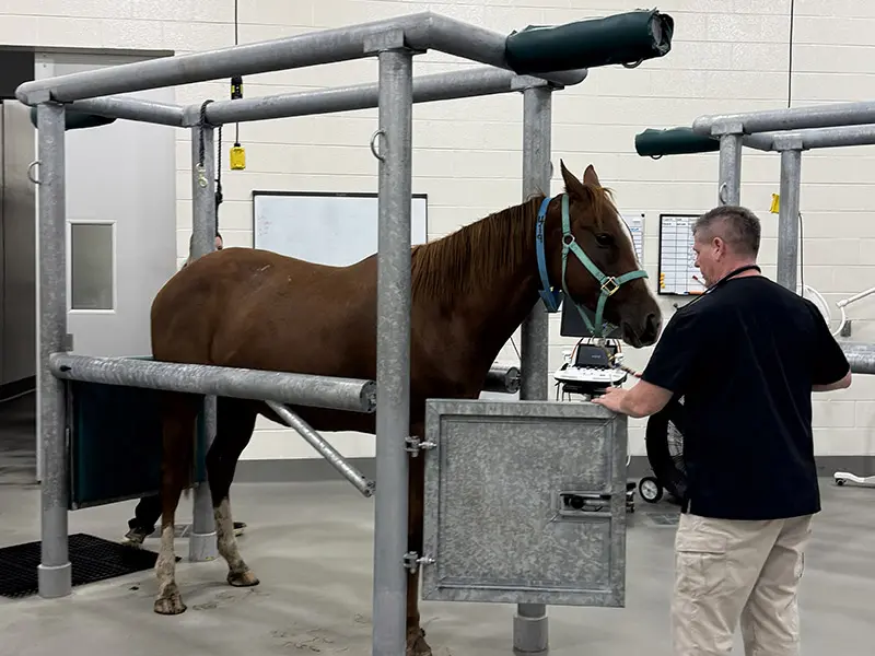 A horse stands in a veterinary examination area while a man operates equipment beside it.