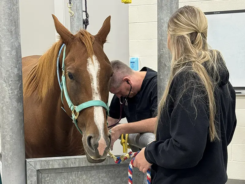 A veterinarian examines a brown horse in a stable while a woman holds its lead rope.