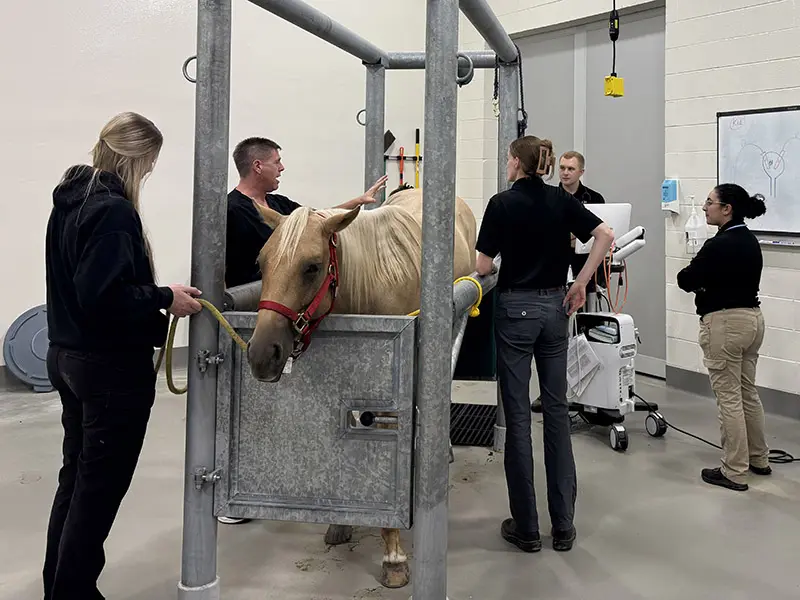 A horse stands in a metal examination stall while several people attend to it in a veterinary facility.