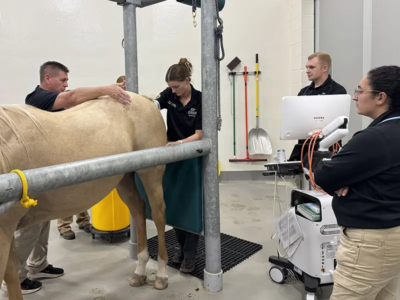 Veterinary staff examine a horse beside an ultrasound machine in a treatment area.
