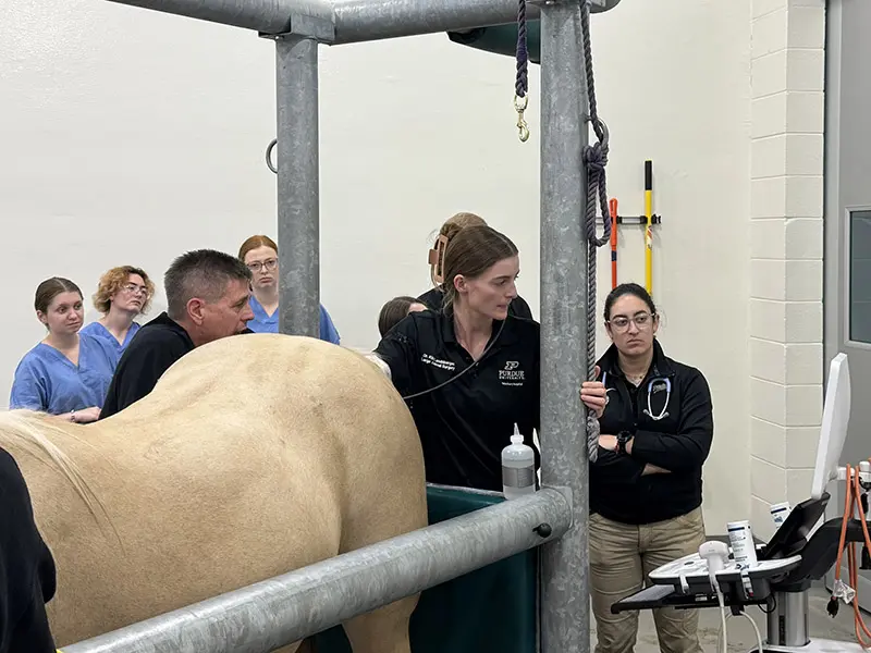 Veterinary students and staff examine a horse secured in a metal treatment stall.