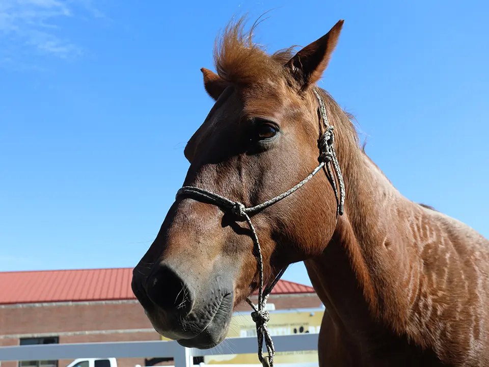 Close-up of a brown horse wearing a rope halter, with a stable and blue sky in the background.