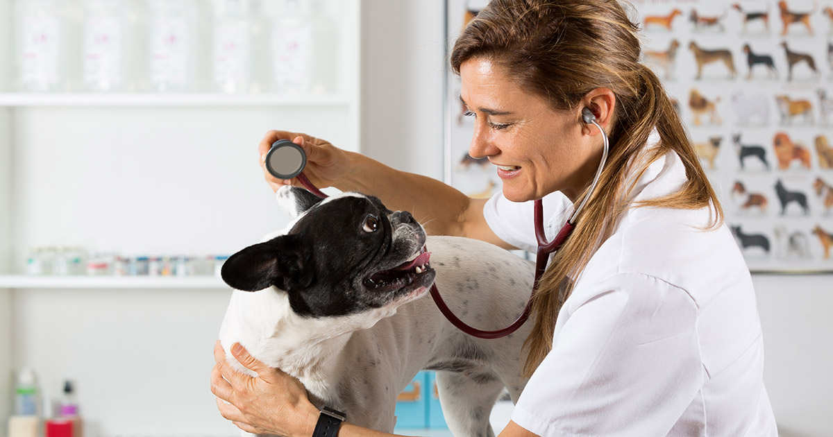 Referring Veterinarians – College of Veterinary Medicine