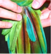 example of a blood feather