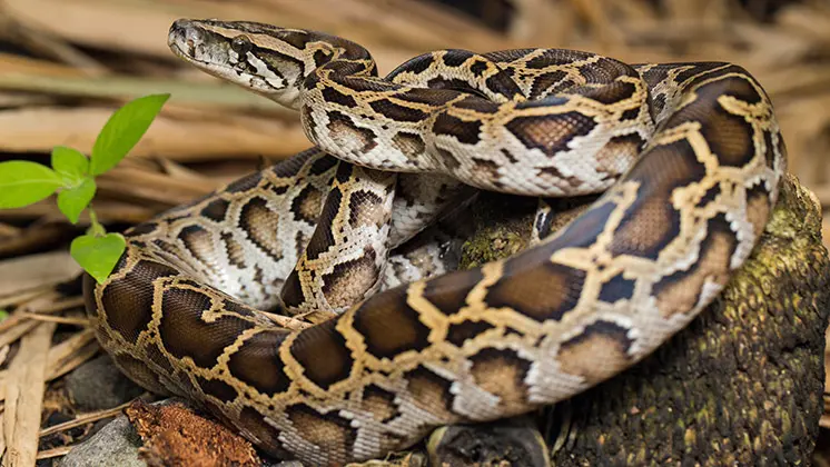 burmese python
