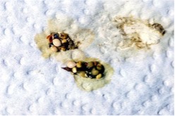 bird droppings with seeds
