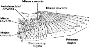 labeled wing anatomy illustration after trimming
