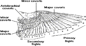 labeled wing anatomy illustration before trimming