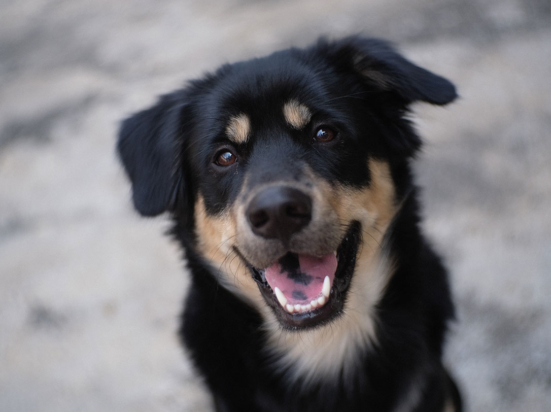 Dentistry College of Veterinary Medicine Purdue University