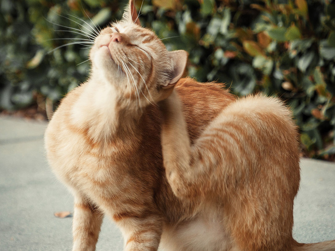 Dermatology College of Veterinary Medicine Purdue University