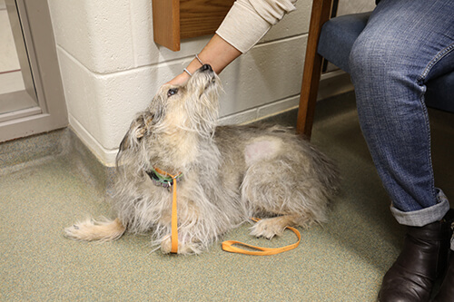 Honey gazes up at her owner while in an exam room