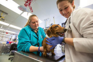 Two veterinary professionals are attentively examining a dachshund in a clinic setting.