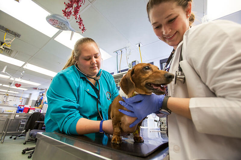 purdue vet clinic