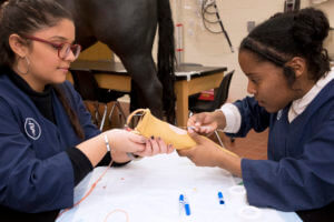 veterinary students pictured in Clinical Skills Lab