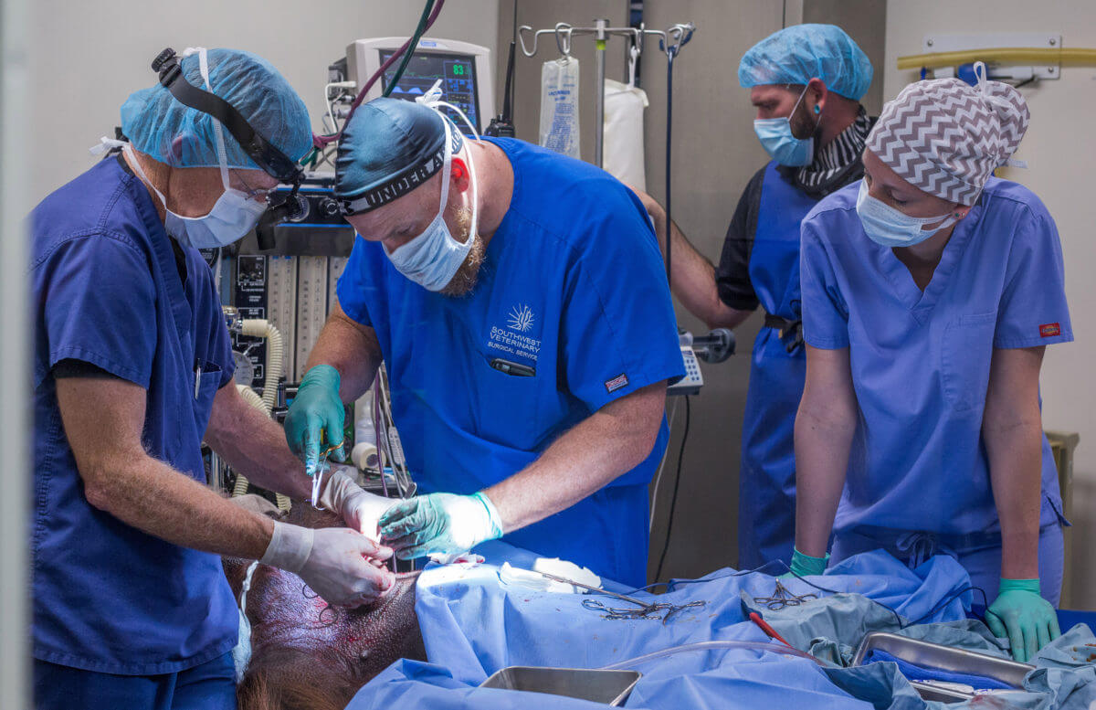 PVM graduate performs surgery on Daniel the Bornean orangutan.
