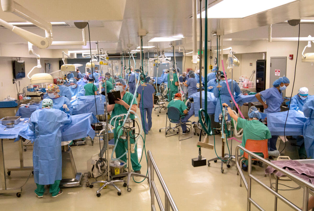 Photo of veterinary students working in Junior Surgery lab