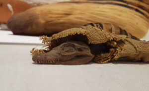 crocodile mummy photo