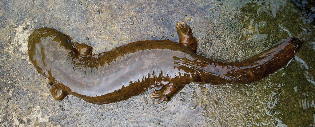 An adult eastern hellbender pictured
