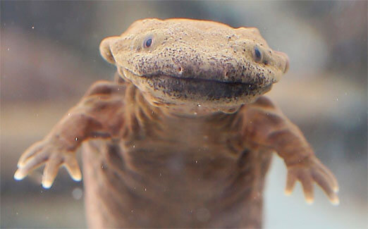 young hellbender salamander pictured