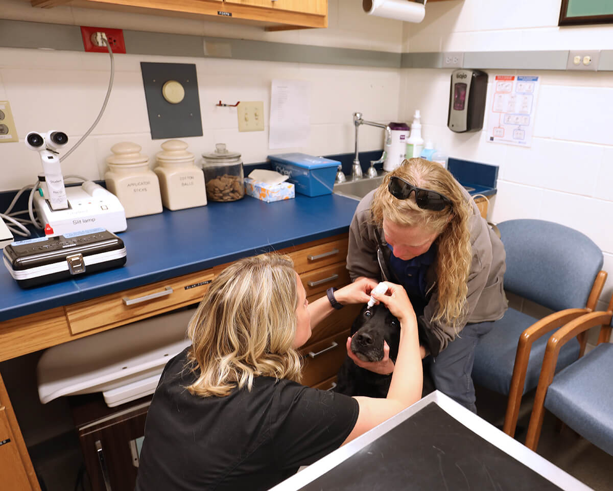 Service Dogs Receive Free Screenings by VTH Ophthalmology Team during