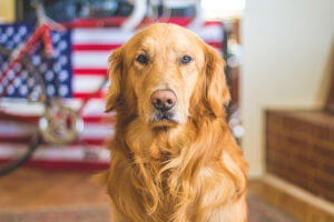 A golden retriever sits in front of a background featuring an American flag.